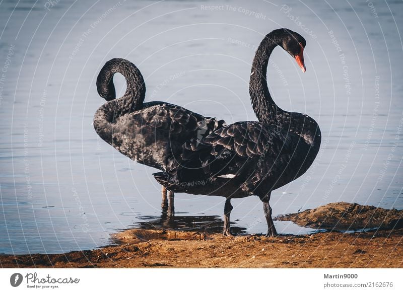 black swan Vacation & Travel Nature Animal Swan 2 Natural Black Together Colour photo Exterior shot Copy Space left Copy Space right Neutral Background Day