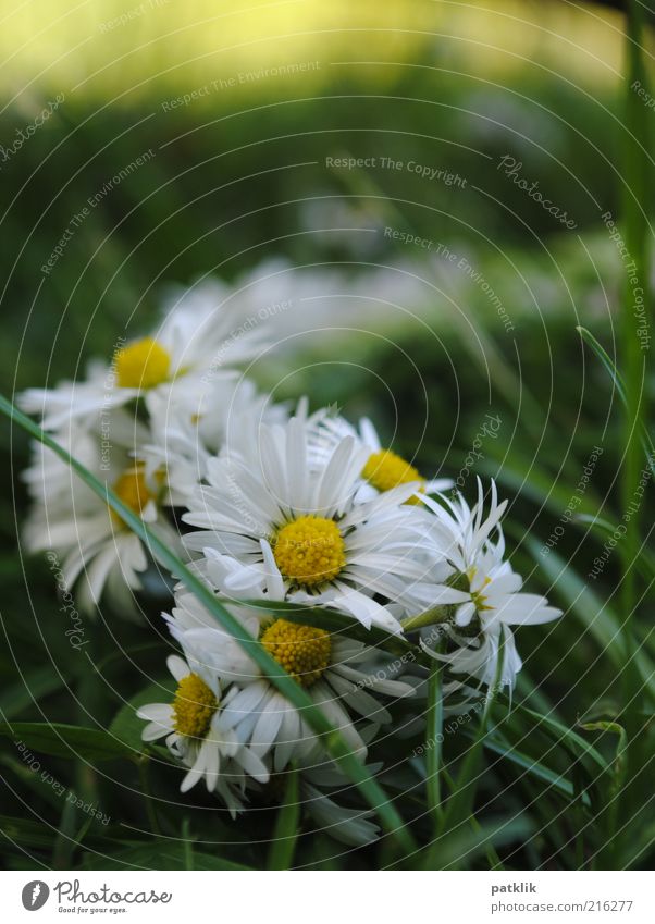 wreath of flowers Nature Plant Blossom Esthetic Fresh Daisy Flower wreath Yellow White Grass Green Playing Colour photo Exterior shot Deserted Day Meadow Summer