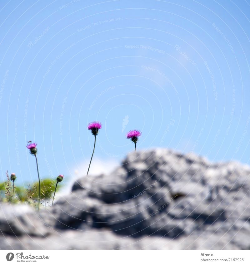 long necks Sky Cloudless sky Clouds Beautiful weather Flower Thistle Stalk Rock Alps Mountain Animal Fly Insect 1 Blossoming Growth Thin Tall Long Above Violet