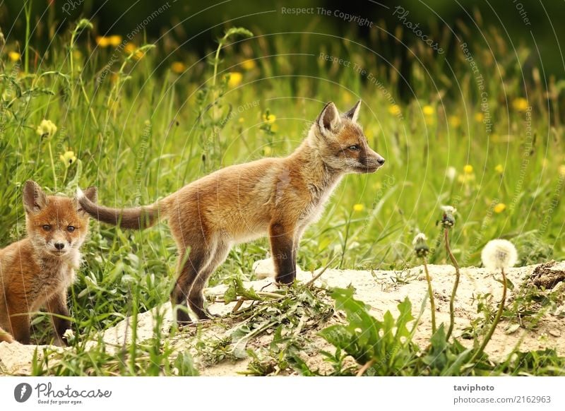 fox cub near the forest Beautiful Face Hunting Baby Family & Relations Youth (Young adults) Environment Nature Animal Grass Forest Fur coat Dog Baby animal
