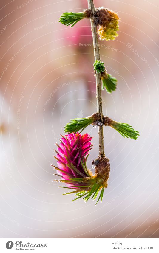 If this isn't body tension. Nature Spring Plant Larch Hang Growth Success Uniqueness Red Joie de vivre (Vitality) Spring fever Anticipation Power Elegant 1