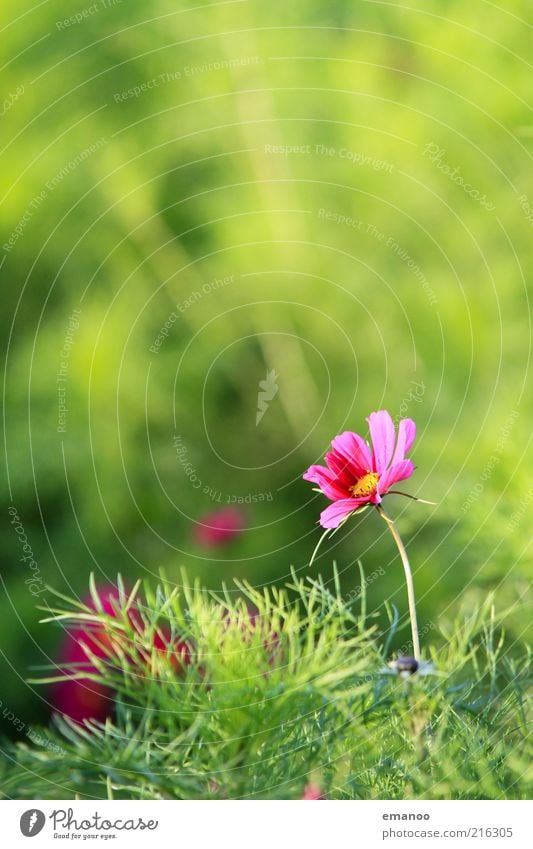 pink power flower Summer Environment Nature Landscape Plant Water Climate Beautiful weather Flower Grass Bushes Leaf Blossom Foliage plant Exotic Meadow Warmth