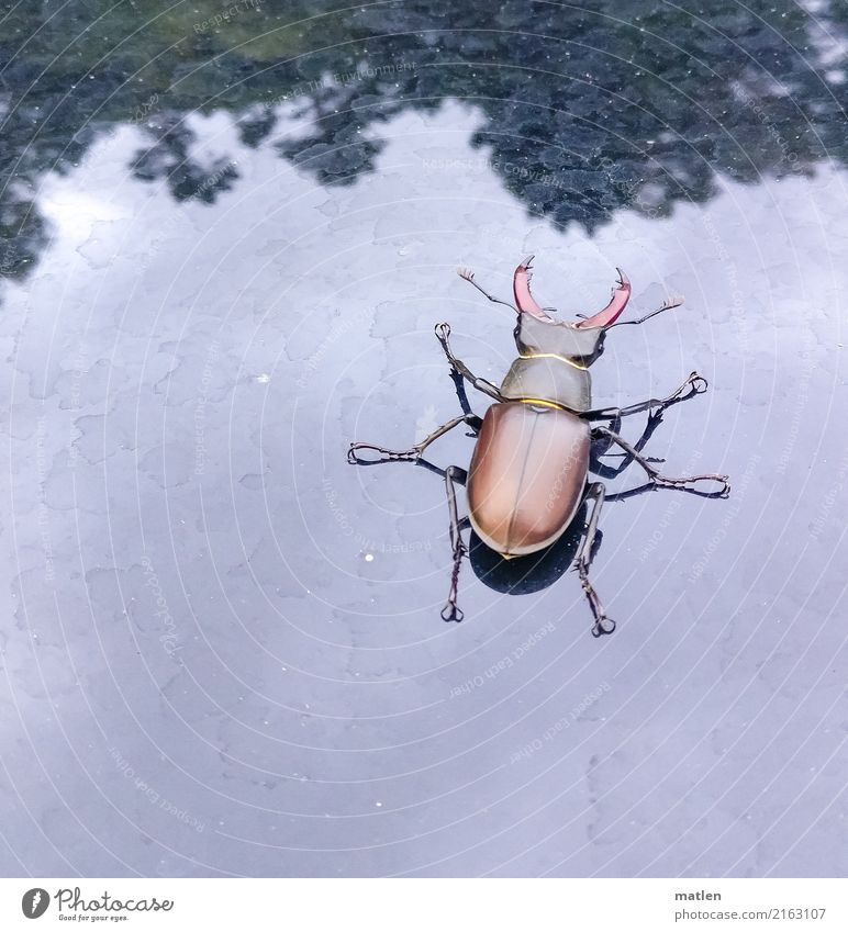 big guy Animal Beetle 1 Large Blue Brown Green Stag beetle Tree Car roof Colour photo Subdued colour Exterior shot Close-up Deserted Copy Space left