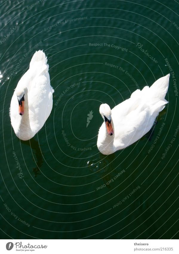 swan lake Animal Water Summer Beautiful weather Pond Wild animal Swan 2 Pair of animals Pride Conceited Colour photo Exterior shot Deserted Day Bird's-eye view