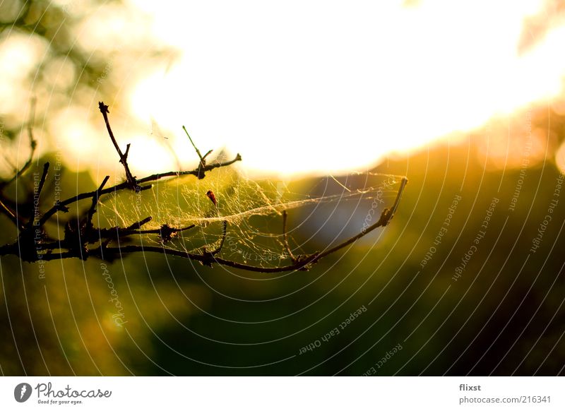 End Of Summer Nature Beautiful weather Branch Spider's web Colour photo Exterior shot Copy Space top Evening Back-light Shallow depth of field Twig Cobwebby Day
