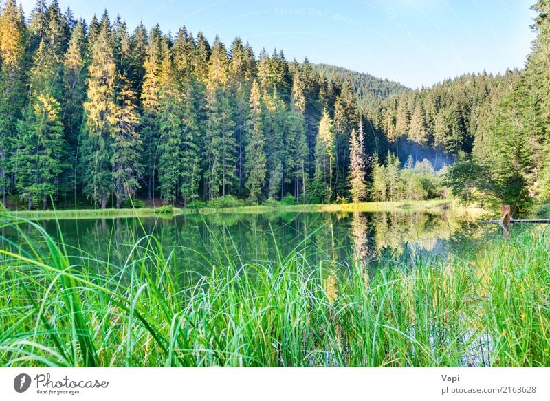 Forest lake in the mountains with blue water Beautiful Relaxation Vacation & Travel Tourism Adventure Summer Summer vacation Mountain Environment Nature