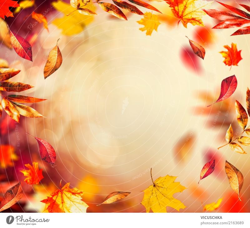 Autumn background with flying coloured leaves Lifestyle Design Garden Nature Plant Wind Bushes Leaf Park Yellow Background picture September Frame Lie