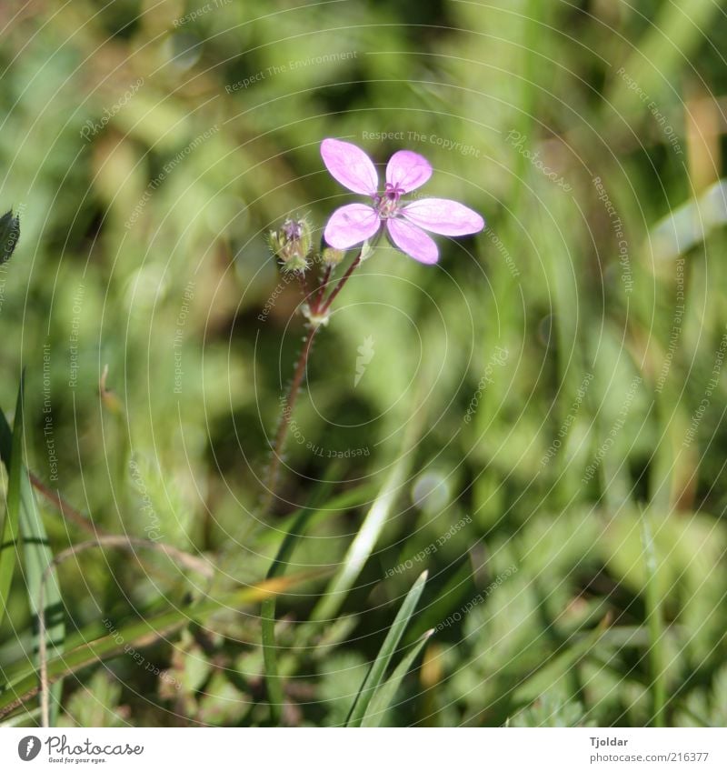 weeds don't go away Plant Blossom Wild plant Violet Pink Meadow Colour photo Exterior shot Close-up Evening Light Sunlight Deserted Blur 1 Day