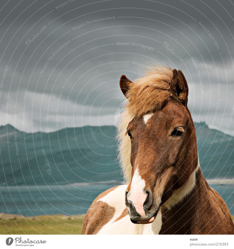 Icelanders Mountain Nature Landscape Animal Sky Clouds Wind Farm animal Wild animal Horse Animal face 1 Stand Wait Esthetic Friendliness Natural Beautiful Brown