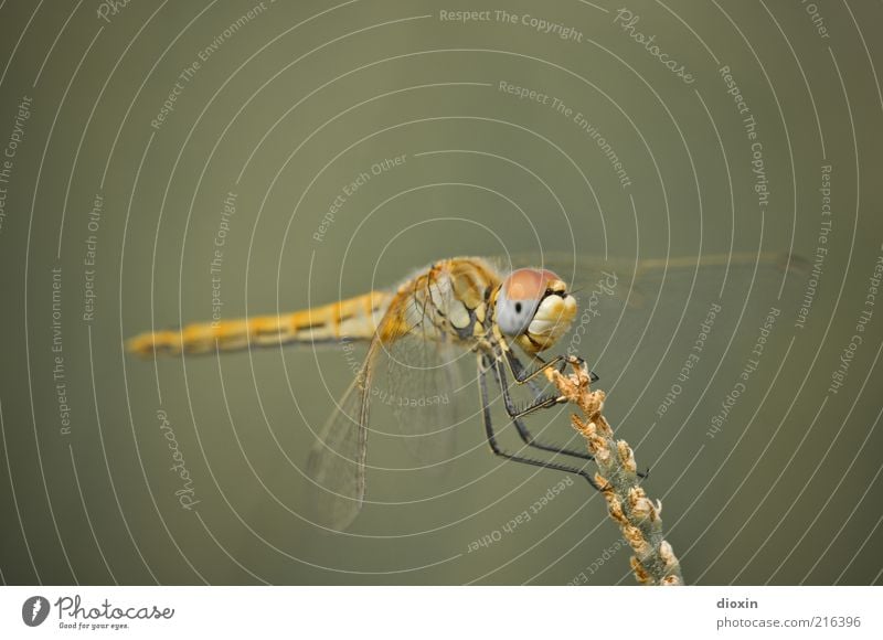 Sympetrum meridionale (female) Plant Grass Animal Wing Dragonfly Dragonfly wings Compound eye Insect 1 Observe Crouch Sit Small Yellow Nature To hold on