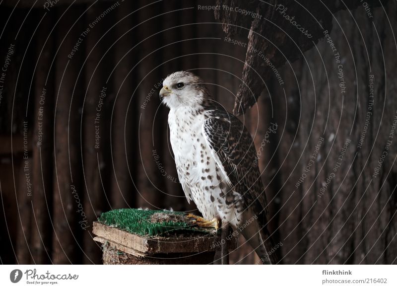 Falcon Merlyn Animal Wild animal Feather Beak Bird of prey 1 Wood Observe Crouch Looking Wait Brown White Colour photo Copy Space left Copy Space right