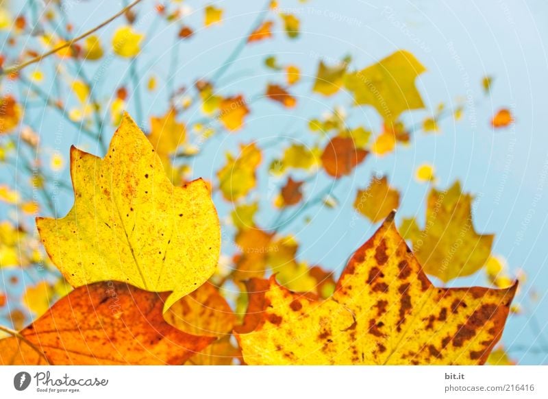 Fresh into autumn...(V) Nature Plant Air Sky Cloudless sky Autumn Climate Weather Beautiful weather tree flaked hang Blue Multicoloured Yellow Gold Red