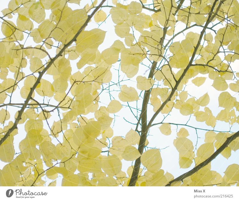 lime Nature Autumn Beautiful weather Tree Leaf To dry up Yellow Autumn leaves Lime tree Lime leaf Branch Delicate Colour photo Exterior shot Pattern Deserted