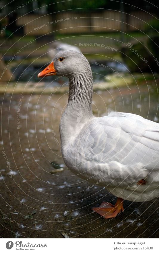 Christmas is Deadline Farm animal Zoo 1 Animal Stand Wait Natural Gray Watchfulness Animalistic Goose One-legged Patient Profile Exterior shot Animal portrait