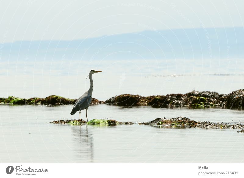 Heron, Scottish, the second Vacation & Travel Beach Ocean Environment Nature Landscape Animal Water Coast Bird Grey heron 1 Stand Free Bright Natural Blue