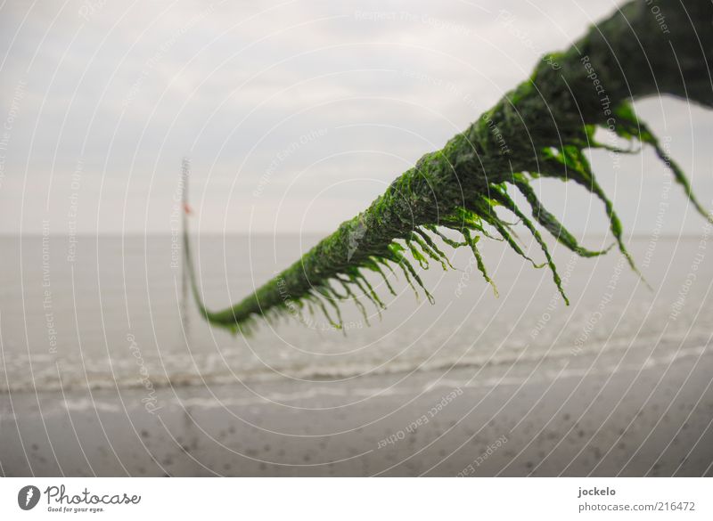 beard Environment Nature Landscape Plant Sand Water Clouds Summer Grass Moss North Sea Hideous Slimy Rope Algae Beach Deserted Colour photo Exterior shot Day