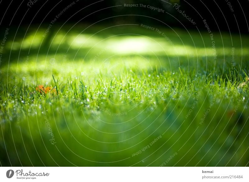 Autumn sun in the grass Environment Nature Landscape Plant Sunlight Climate Beautiful weather Grass Leaf Foliage plant Wild plant Fresh Glittering Bright Wet