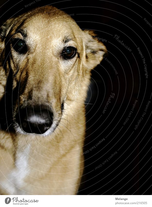 woof Animal Pet Dog 1 Curiosity Brown Black Snout Head Beige Colour photo Interior shot Copy Space right Neutral Background Morning Dawn Day Evening Twilight
