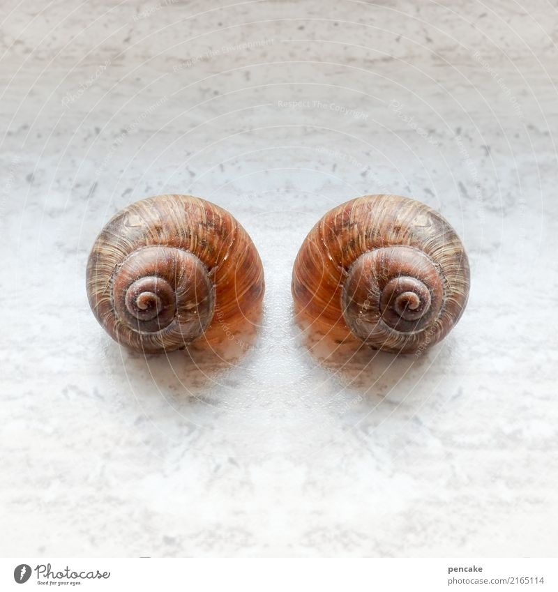Double | heal me Animal Snail Sign Esthetic Relationship Relaxation Mysterious Contentment Calm Surrealism Symmetry Dream Feminine Snail shell Doppelganger