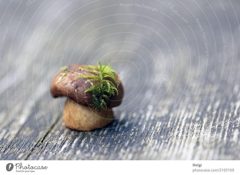 creative| hat fashion in nature Environment Nature Plant Moss Mushroom Cep Forest Wood To hold on Stand Exceptional Beautiful Uniqueness Small Natural Brown