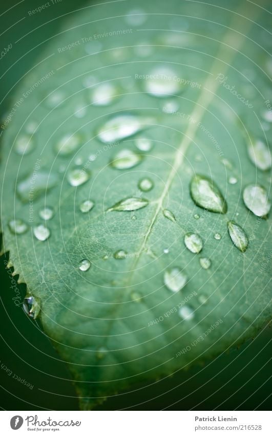 rainy weather Environment Nature Plant Elements Drops of water Bad weather Rain Rose Leaf Foliage plant Moody Structures and shapes Wet Beautiful Delicate Green