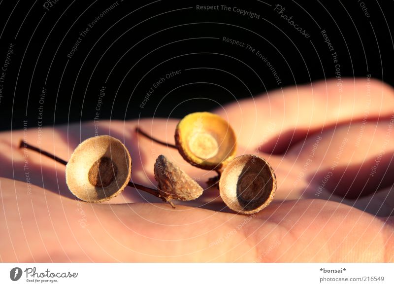 Look: autumn! Masculine Hand Nature Autumn Beautiful weather Acorn Old Touch To fall To hold on Faded To dry up Natural Round Brown Black Discover Change Time