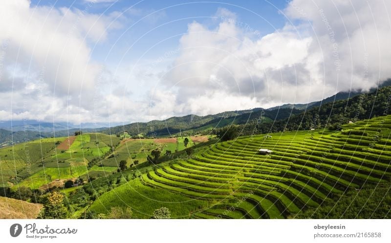 Top view of the rice paddy fields in northern Thailand Grain Calm Vacation & Travel Tourism Trip Summer Mountain Environment Nature Landscape Plant