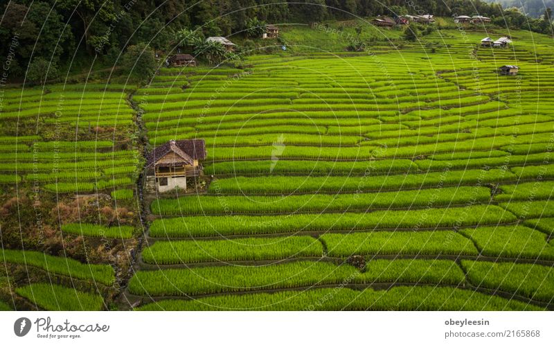 Top view of the rice paddy fields in northern Thailand Grain Calm Vacation & Travel Tourism Trip Summer Mountain Environment Nature Landscape Plant