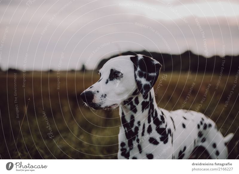 Adventure of a Dalmatian Nature Landscape Park Meadow Field Animal Pet Dog 1 Looking Stand Curiosity Interest Discover Resolve Watchfulness