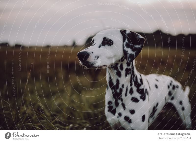Dalmatians in a wide corridor Lifestyle Style Nature Landscape Spring Summer Autumn Park Meadow Field Animal Dog Observe Looking Stand Esthetic Beautiful Cute