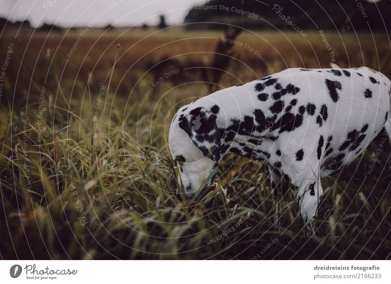 Adventure of a Dalmatian Environment Nature Landscape Meadow Animal Pet Dog 1 Discover Curiosity Interest Search Odor Colour photo Exterior shot Copy Space left