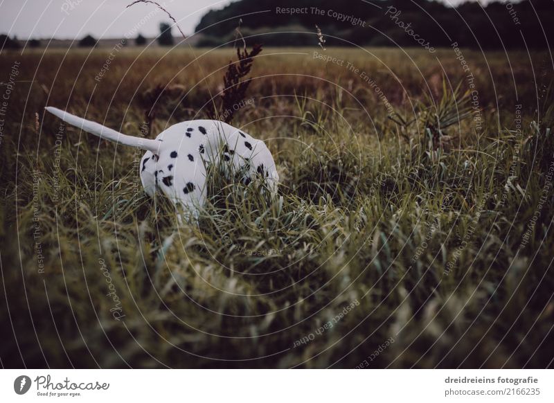 Adventure of a Dalmatian Environment Nature Landscape Meadow Animal Pet Dog 1 Curiosity Interest Life Joie de vivre (Vitality) Search Find Odor Discover