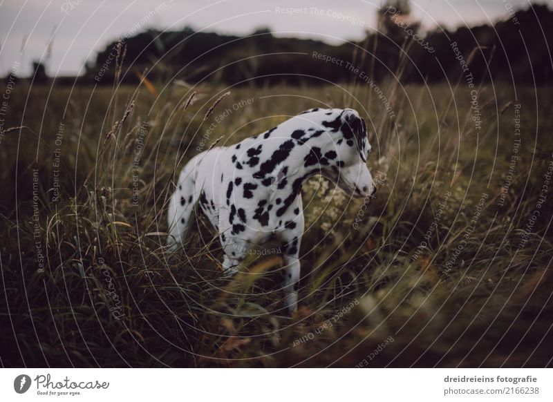 Adventure of a Dalmatian Environment Nature Landscape Meadow Animal Pet Dog 1 Looking Stand Curiosity Cute Interest Discover Life Search Watchfulness