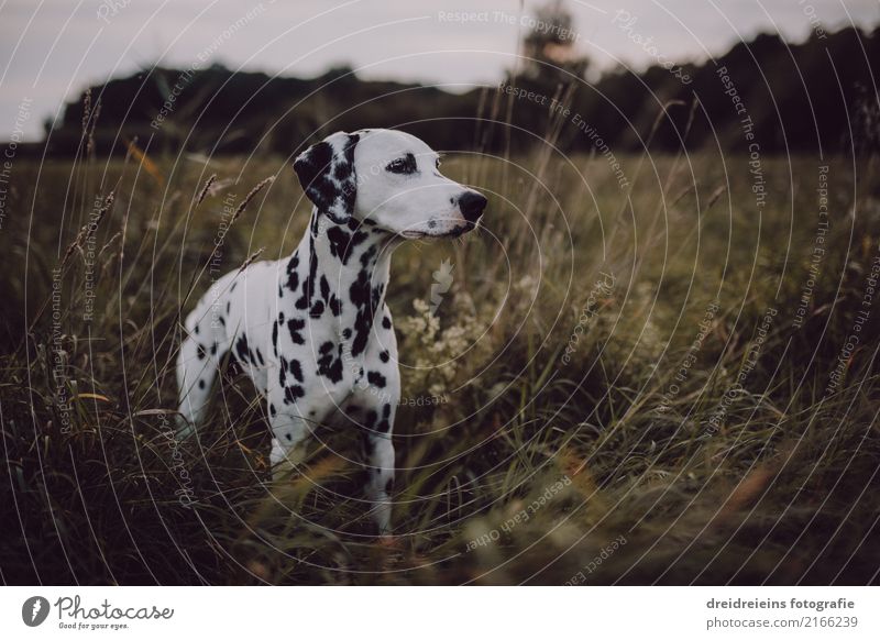 Adventure of a Dalmatian Nature Landscape Meadow Animal Pet Dog 1 Discover Stand Curiosity Cute Joie de vivre (Vitality) Life Happiness Watchfulness