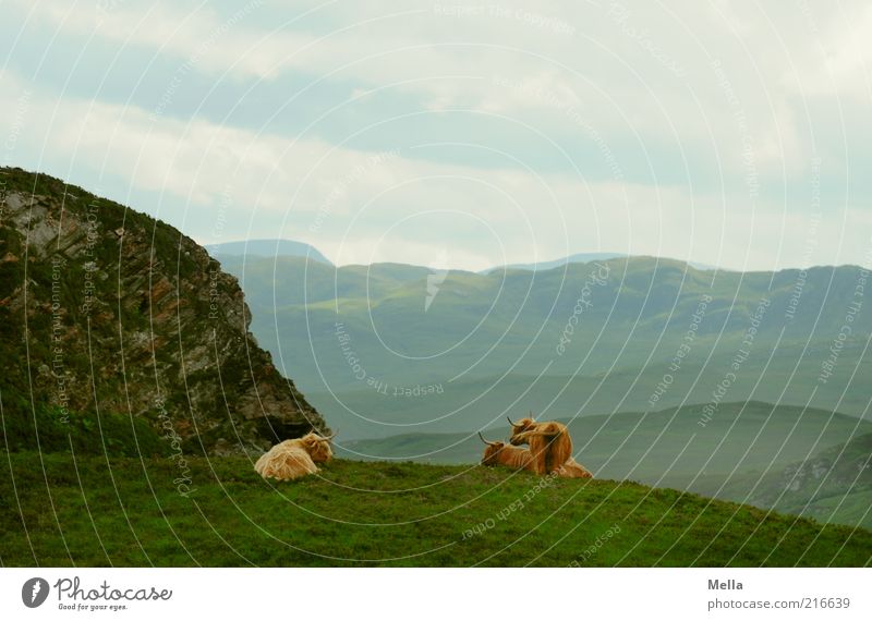rest Environment Nature Landscape Earth Sky Meadow Hill Rock Mountain Scotland Animal Farm animal Cow Galloways 3 Lie Stand Together Break Calm Far-off places