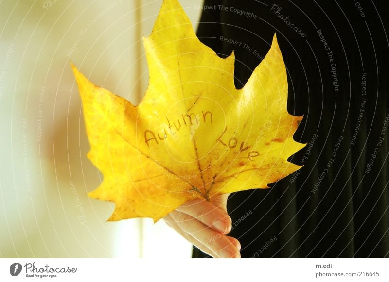 Autumn Love Hand Fingers Plant Leaf Stand Autumn leaves Autumnal Colour photo Interior shot Autumnal colours Maple tree Yellow Characters Remark