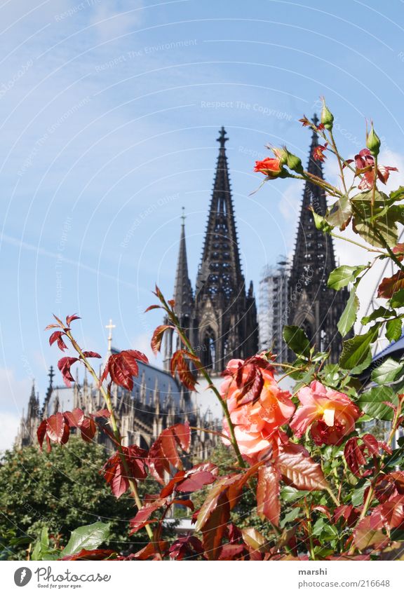 rosy Cologne Vacation & Travel Tourism Trip Plant Bushes Rose Historic Dome Cologne Cathedral rose bush Point Sky City trip Colour photo Exterior shot Rose tree