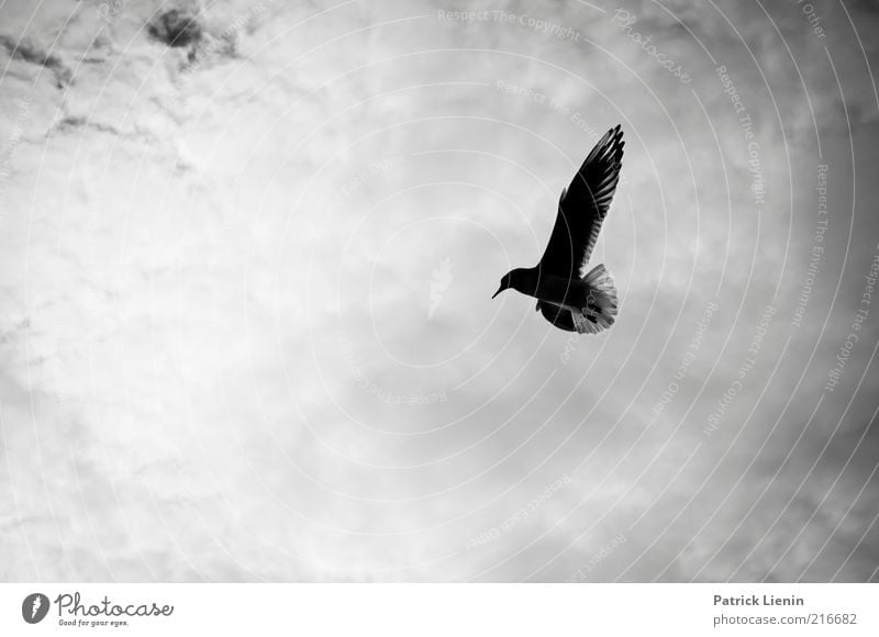 learning to fly Environment Nature Animal Sky Clouds Weather Wild animal Bird Wing 1 Flying Esthetic Simple Free Beautiful Natural Moody Seagull Hover