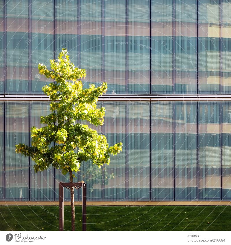 In front of Nature Summer Tree Town Facade Glas facade Growth Beautiful Emotions Colour photo Exterior shot Copy Space right Copy Space top Difference 1