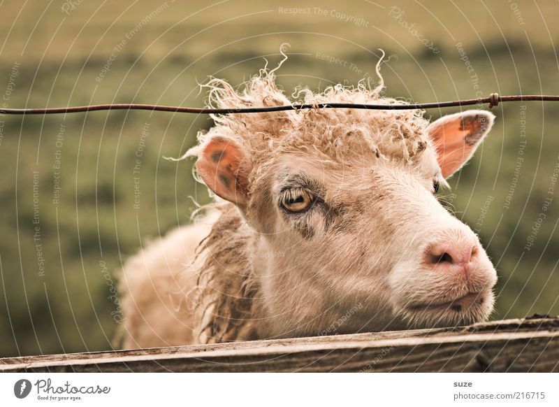 Get us out of here Nature Meadow Animal Farm animal Sheep Lamb 1 Authentic Natural Cute Boredom Fence Føroyar Wait Cattle breeding Agriculture Wool Muzzle Eyes