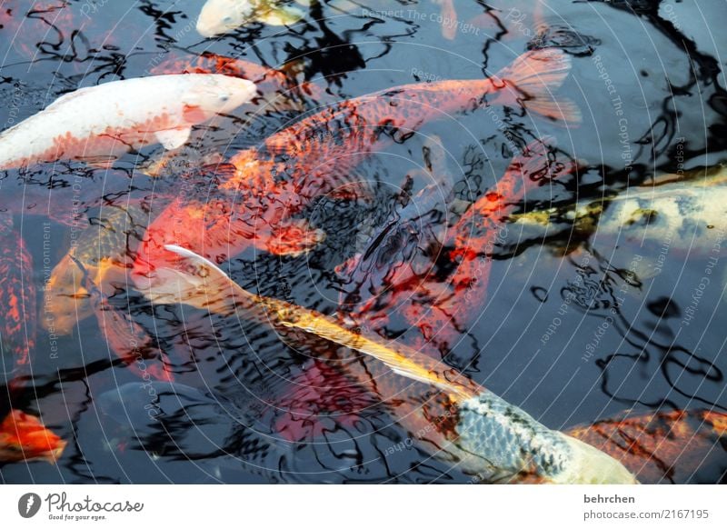 Ambiguities | fishheads Nature Animal Pond Fish Scales Koi Carp Group of animals Swimming & Bathing Exceptional Fantastic Multicoloured Orange Precious Water