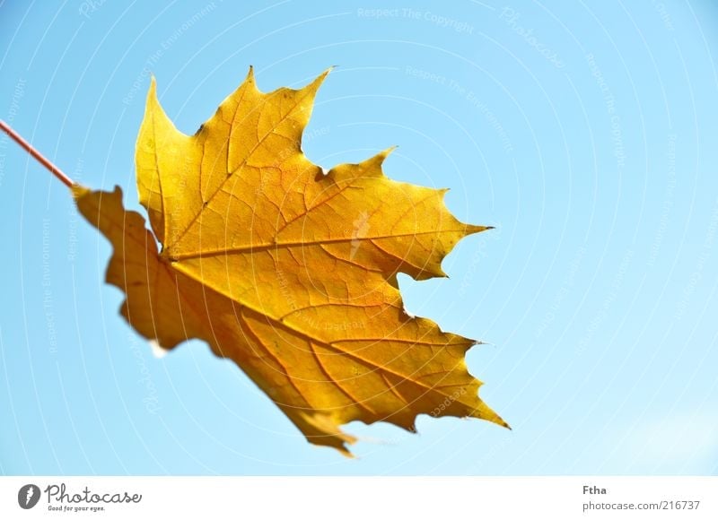 leaf Leaf Brown Yellow Autumn Autumn leaves Underside of a leaf Maple leaf Colour photo Exterior shot Deserted Day Autumnal Blue sky Beautiful weather Detail
