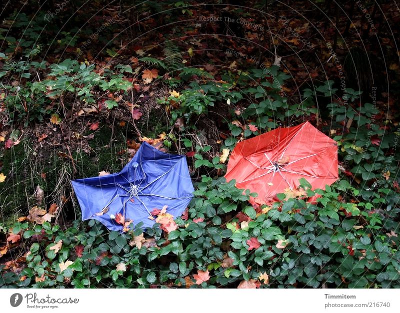 Colourful colouring Autumn leaves Nature Plant Leaf Umbrella Blue Red Trash Broken 2 In pairs Defective Shackled Exterior shot Deserted Day