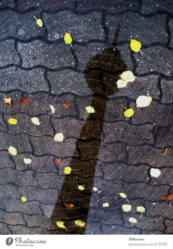 be berlin Style Elements Water Weather Places Tower Tourist Attraction Sign Stand Berlin Television tower Leaf Reflection Paving stone Sidewalk Puddle