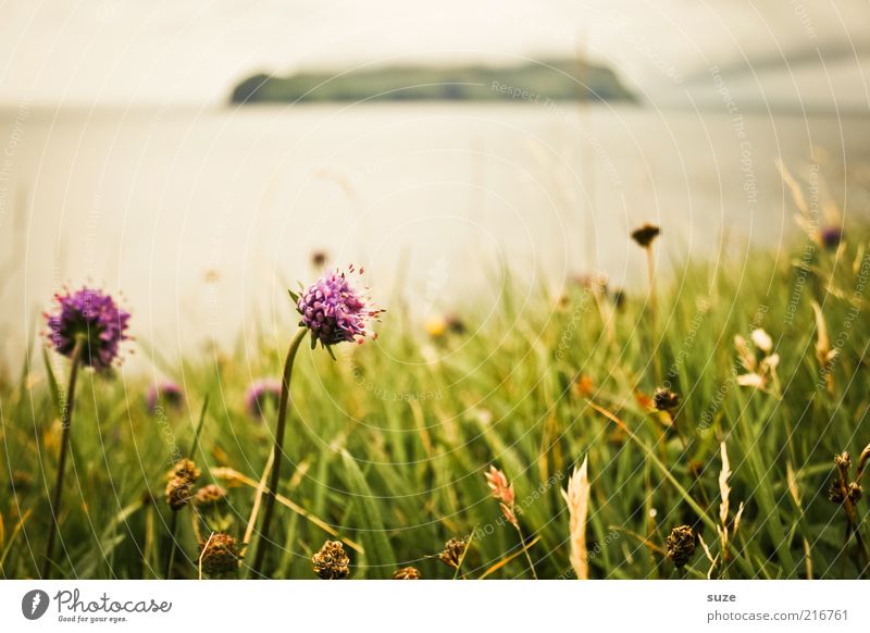 Faroe Islands - A Review Environment Nature Landscape Plant Climate Weather Flower Grass Blossom Meadow Hill Coast Ocean Blossoming Føroyar Colour photo