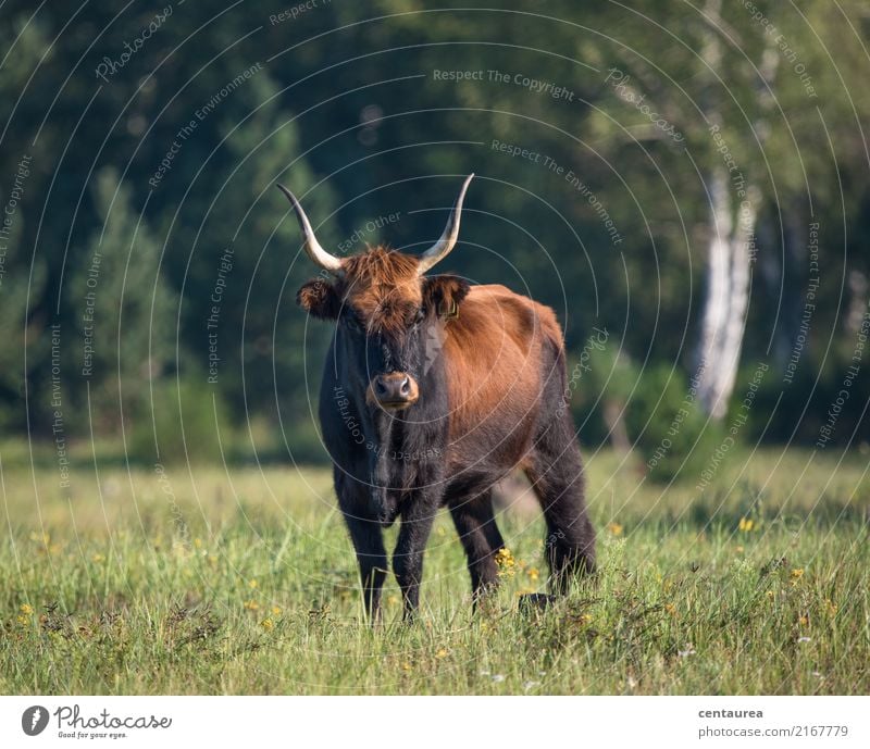 Oh a cow in the heath Animal Farm animal Wild animal Cow Animal face Pelt 1 Observe Stand Esthetic Exceptional Brown Green Happy Respect Colour photo