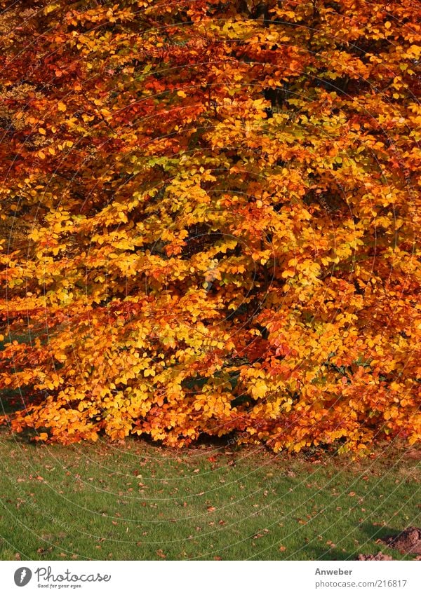 It's coming over. Environment Nature Plant Earth Autumn Weather Beautiful weather Tree Beech tree Meadow Moody Calm Leaf Autumn leaves Red Orange Yellow Green