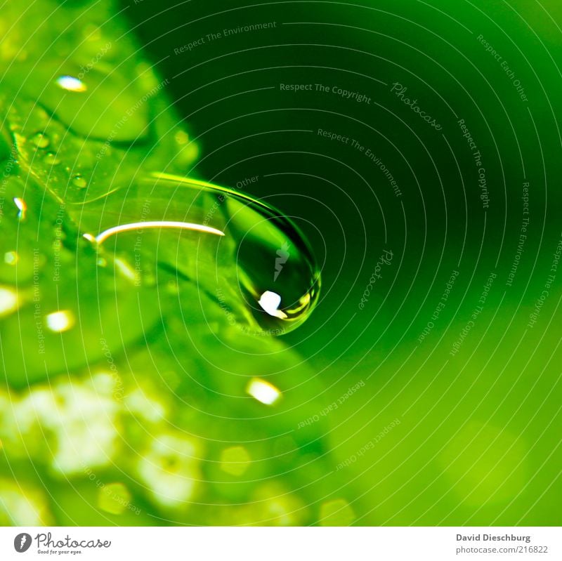 clear water Life Harmonious Relaxation Calm Nature Plant Water Drops of water Spring Summer Storm Rain Leaf Green Black White Wet Dew Colour photo Exterior shot