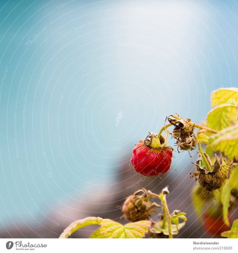 A "Q" raspberry Food Fruit Organic produce Nature Plant Summer Bushes Faded Growth Healthy Natural Blue Red Colour Raspberry Berries Delicious Harvest Mature