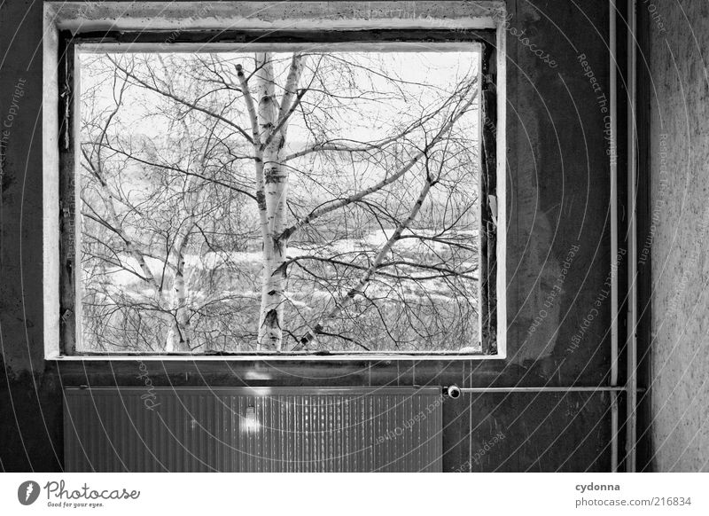 Picture in picture Calm Living or residing Nature Winter Tree Wall (barrier) Wall (building) Window Esthetic Loneliness Idea Cold Life Perspective Stagnating